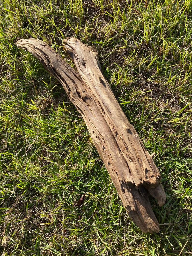 Medium Driftwood Log for Reptiles Etsy