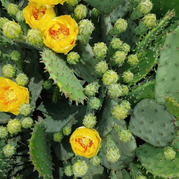 Eastern Prickly Pear Cactus Pad (Opuntia humifusa) Live Plant Cold Hardy