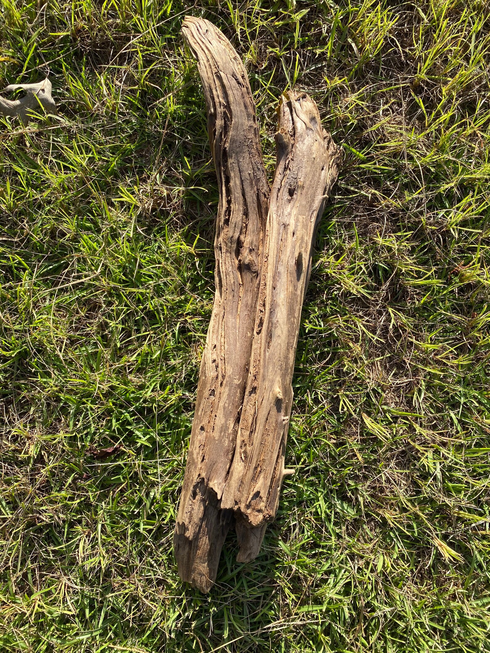 Medium Driftwood Log for Reptiles Etsy