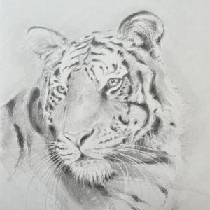 Disegno originale di una tigre, matita di grafite su carta bianca, opera unica, fatta a mano, arte murale, arte animale