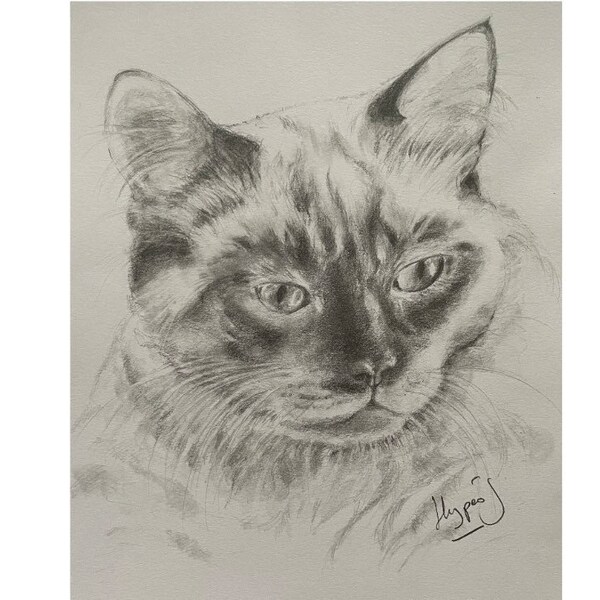 Original. Portrait de chat siamois, dessin  original au crayon graphite, sur papier