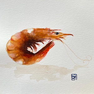 Shrimp, original watercolor of crustacean, hand painted, wall art, kitchen decor, direct from the artist