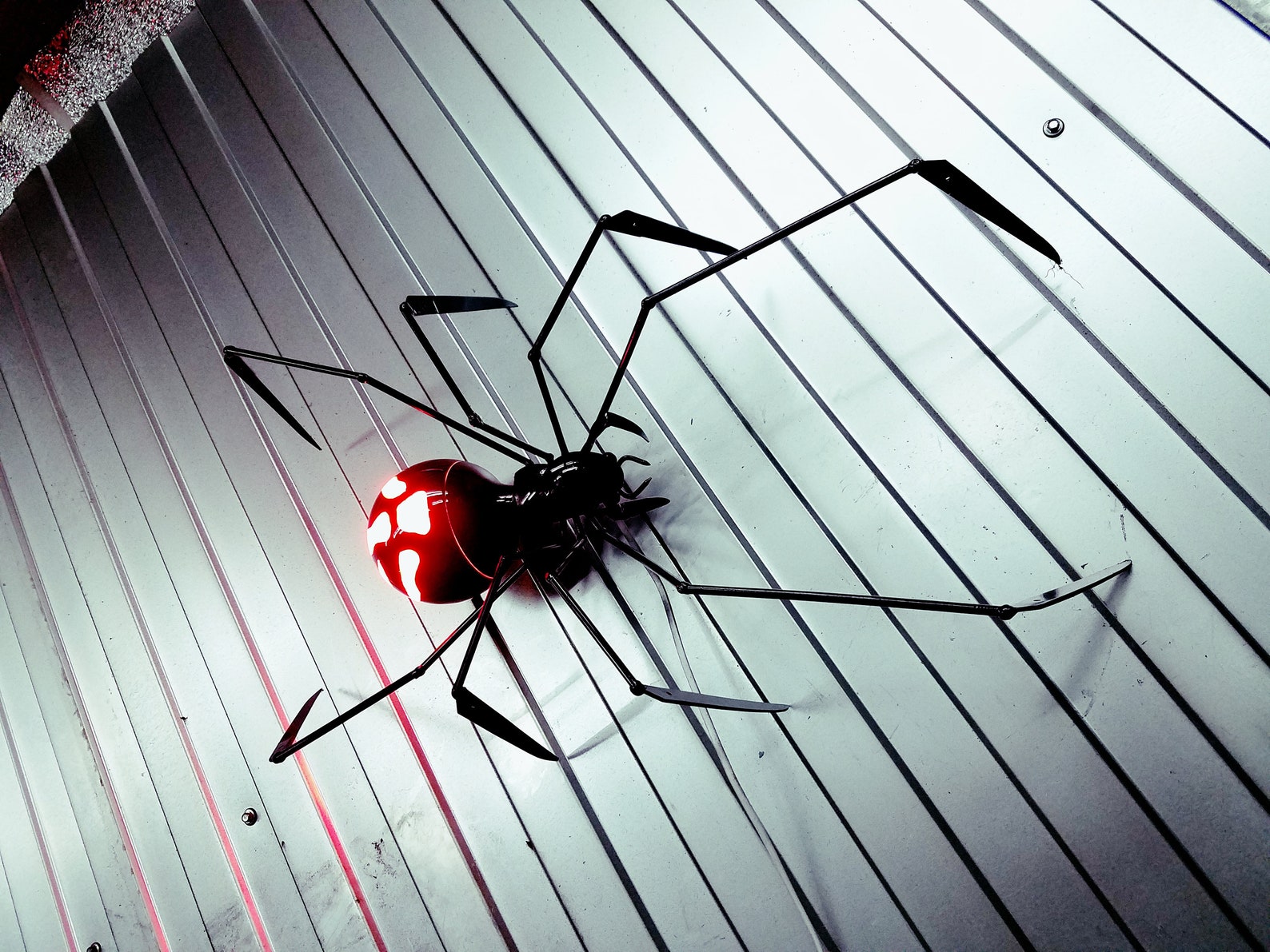 Чёрная вдова паук паутина