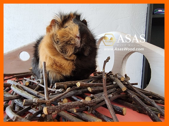 Conejo Juguete Juguetes Masticables Para Roedores Pack De