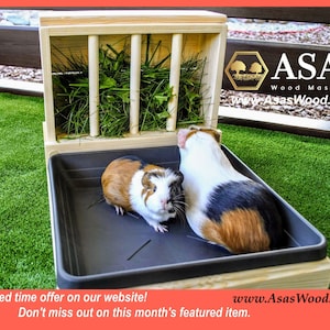 Meerschweinchen mit Katzenklo von AsasWood