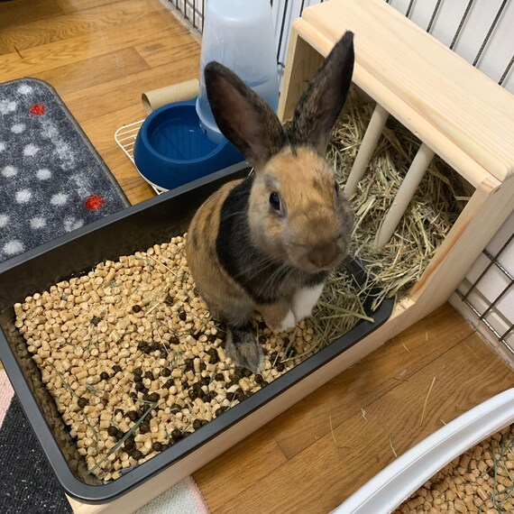 Rabbit Hay Feeder With Litter Box Hay Rack Asaswood Etsy