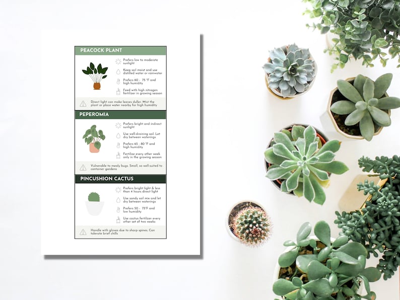 Pode incluir: Um guia para cuidar de tr&ecirc;s plantas dom&eacute;sticas populares: planta pav&atilde;o, peperomia e cacto almofada. Cada planta &eacute; ilustrada com um desenho simples e as instru&ccedil;&otilde;es de cuidados s&atilde;o listadas abaixo. As instru&ccedil;&otilde;es incluem luz, rega, temperatura e outras dicas de cuidados.