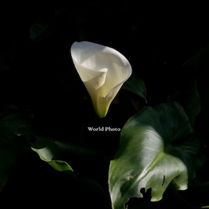 Könnte beinhalten: Eine einzelne weiße Calla-Lilie mit einem grünen Blatt im Hintergrund. Die Blume ist scharf gestellt und der Hintergrund ist verschwommen.