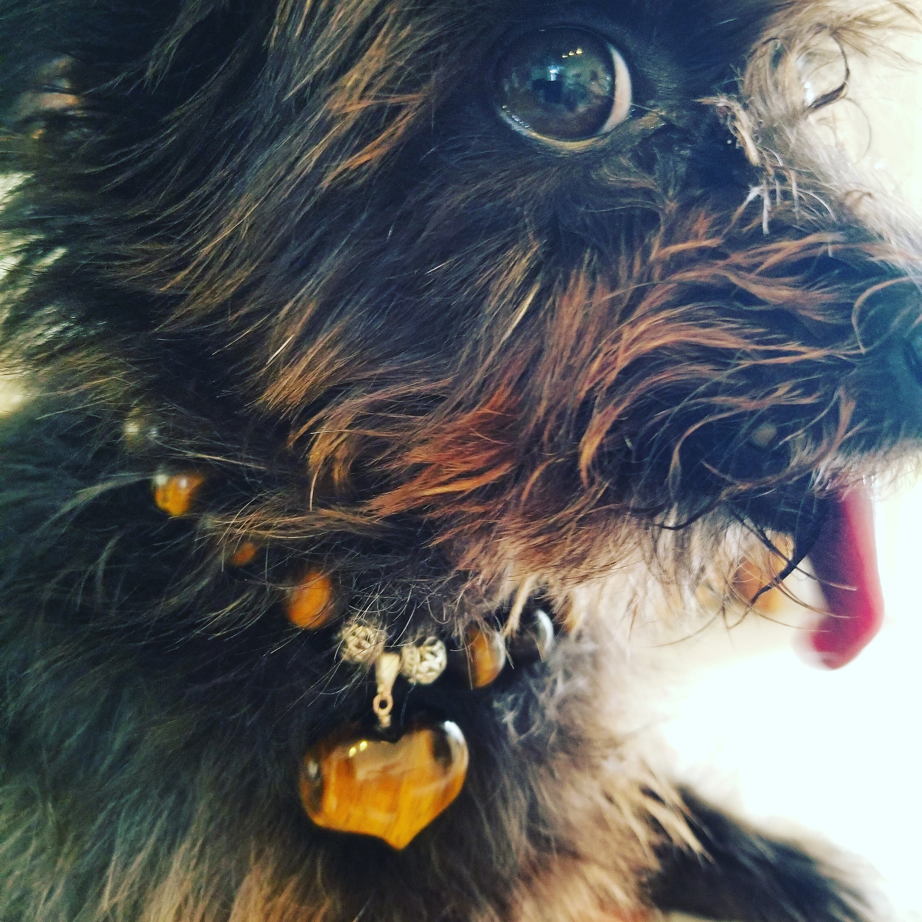 Pet Collars Dog Collars Eco Friendly Pet Collars Gemstone Etsy Ireland