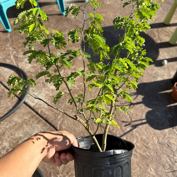 1 Brazilian Rain Tree *rare, fun to work with