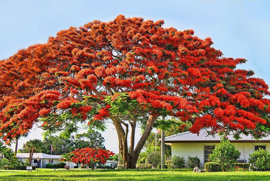 1 Royal Poinciana Delonix Regia Yard Tree or Prebonsai Etsy