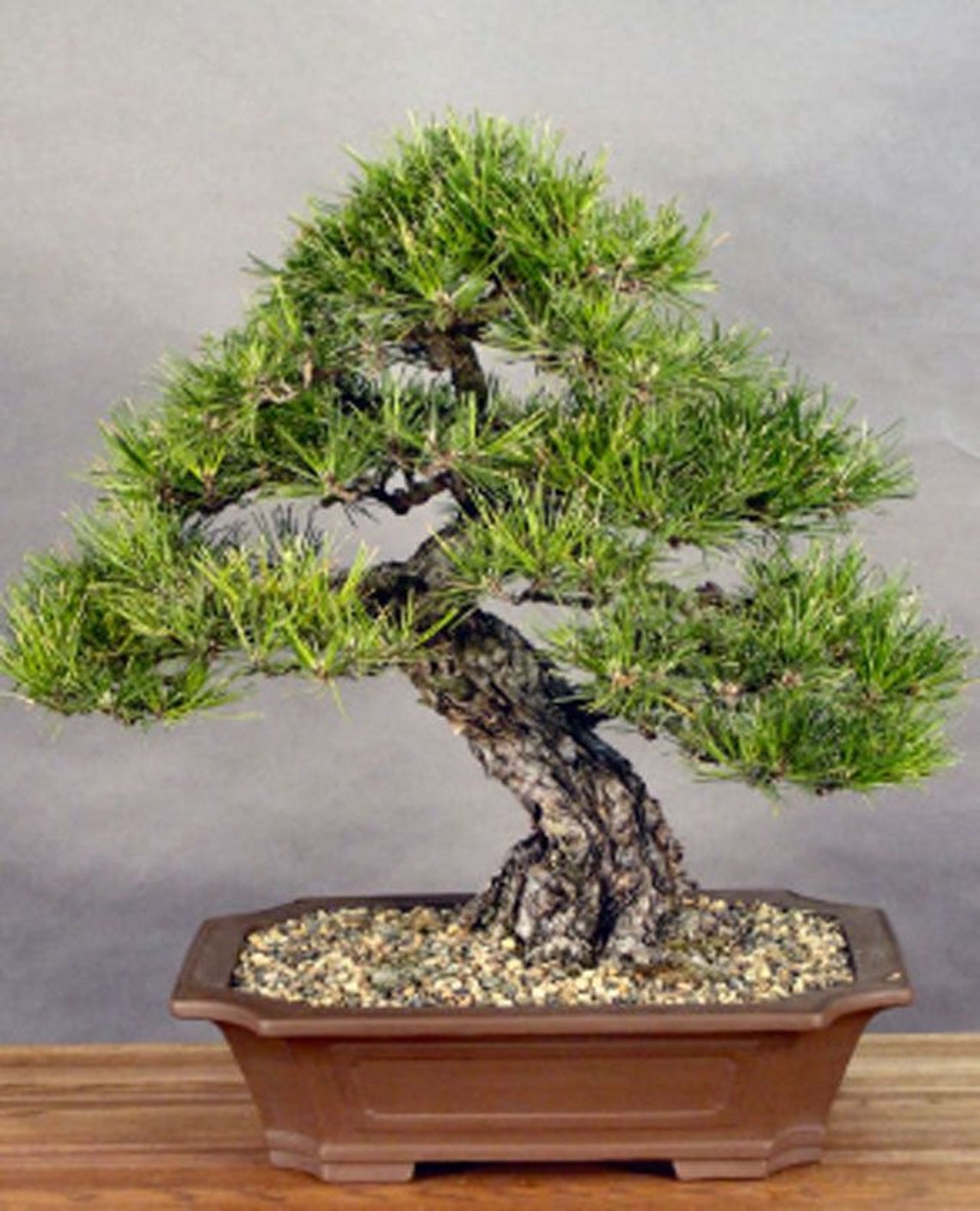 1 Tree Japanese Black Pine Prebonsai/Landscape Tree Etsy