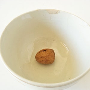 May include: A single, light brown walnut shell sits in the center of a white ceramic bowl.