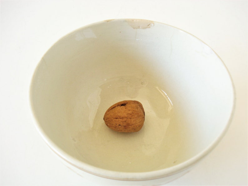 May include: A single, light brown walnut shell sits in the center of a white ceramic bowl.