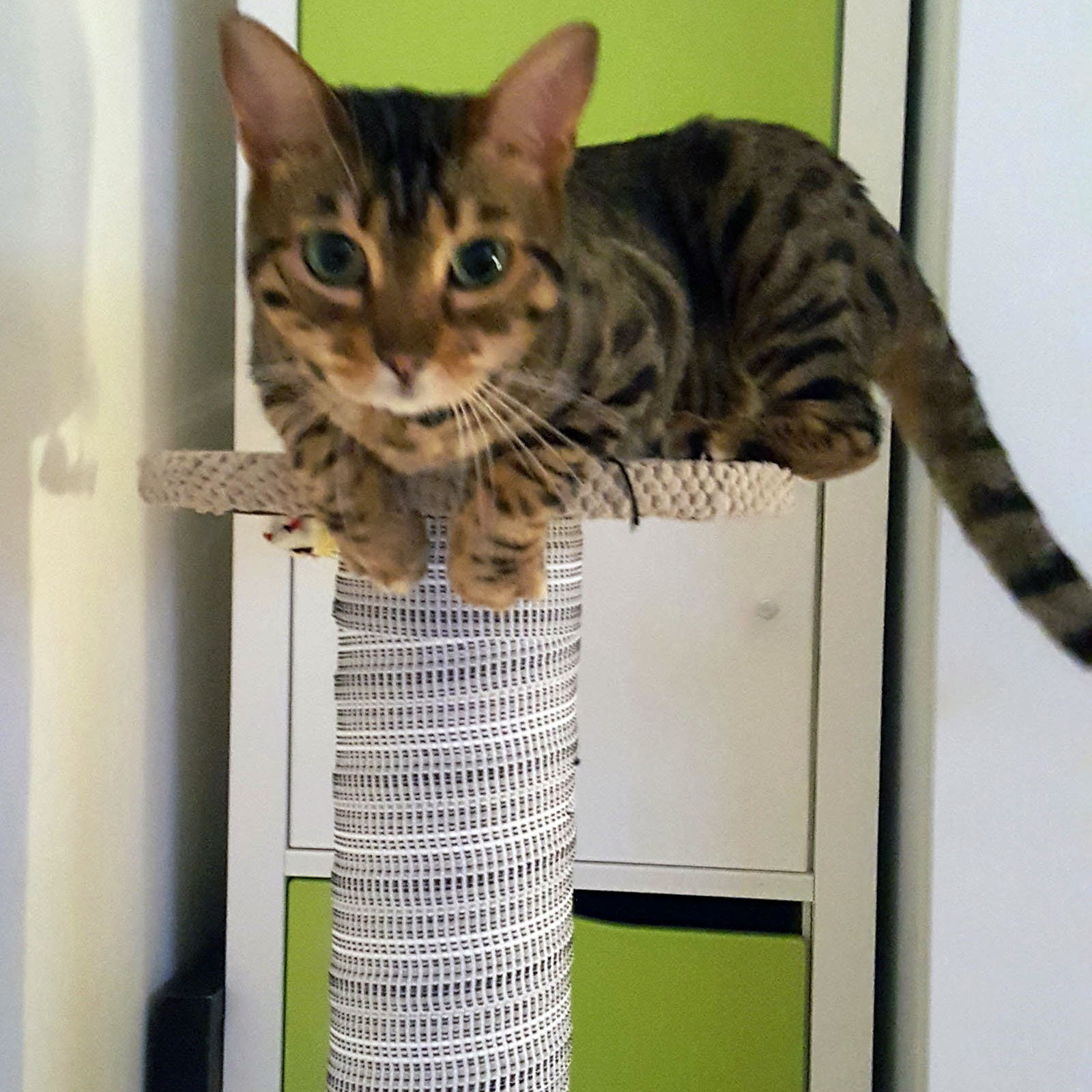 100cm Beige Giant Cat Scratching Post Extra Large Tall Etsy UK