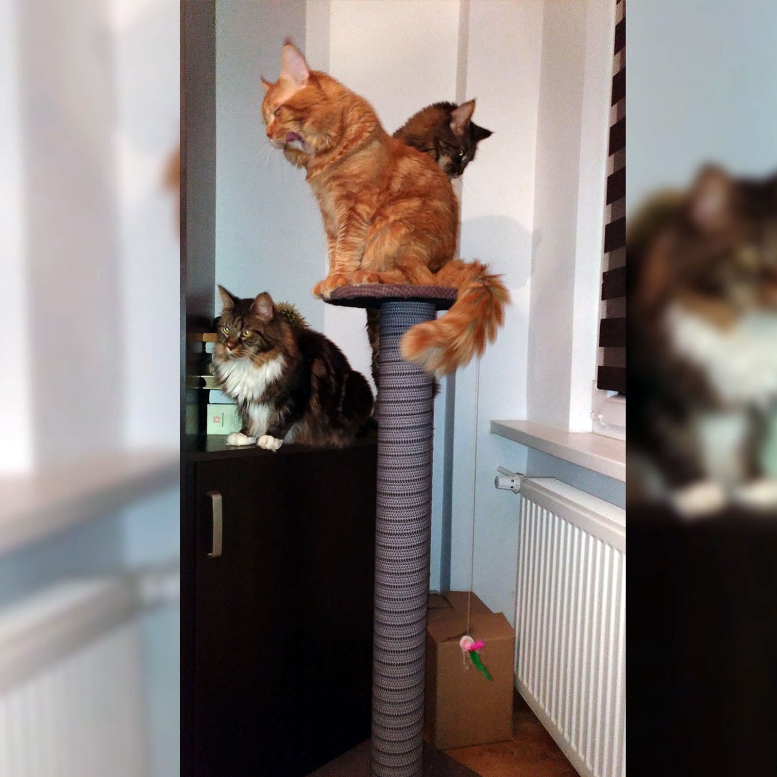 100cm Brown Giant Cat Scratching Post Extra Large Tall Etsy