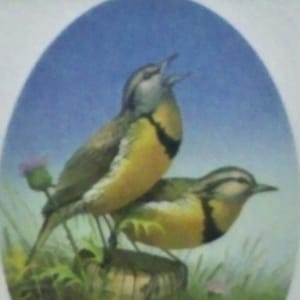 Summer Friends - Meadowlarks, remarqued, signed, limited edition print, Sam Timm