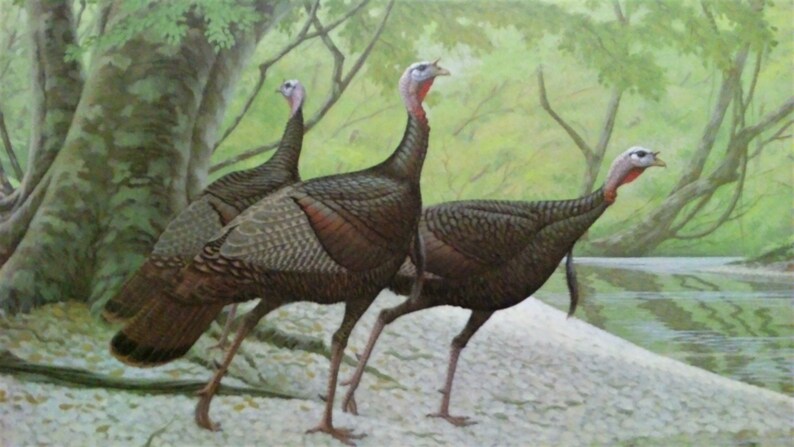 Richard Sloan limited edition lithograph 1982 Louisiana Wild Turkey Foundation Stamp Print with signed stamp signed