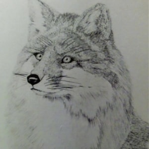 Cachorro de lobo - dibujo a pluma y tinta, Duane Waddell