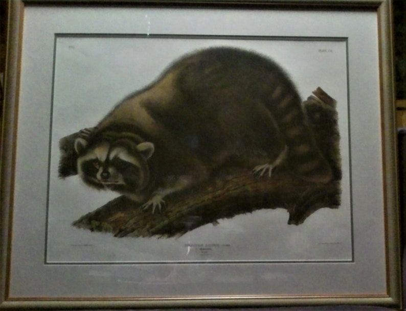 limited edition print Racoon Audubon Imperial Quadraped Reproduction