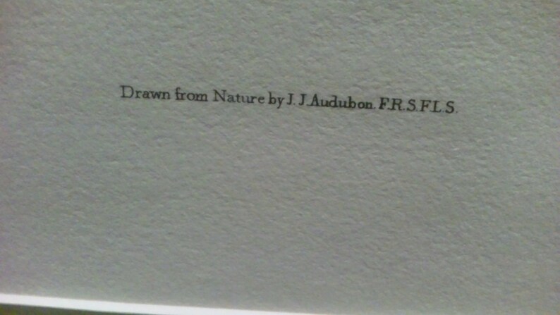 limited edition print Racoon Audubon Imperial Quadraped Reproduction