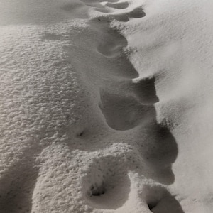 Snow IV - photograph, Faith Haftel