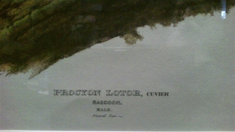 limited edition print Racoon Audubon Imperial Quadraped Reproduction
