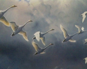 Whistling Swans - Beyond the Tempest (memorial edition) - signed, limited edition print, Owen Gromme