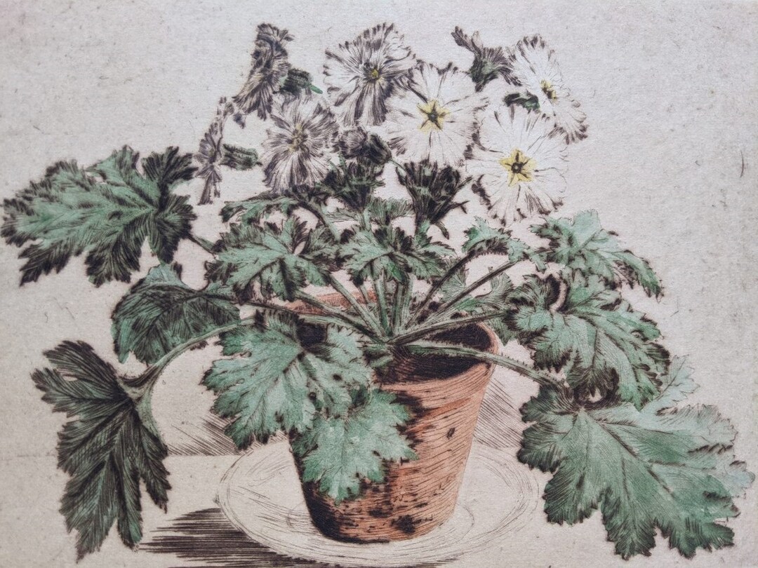 Primrose - Signed, Limited Edition Etching, A Wiese - Etsy