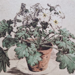 Primrose - signed, limited edition etching, A Wiese