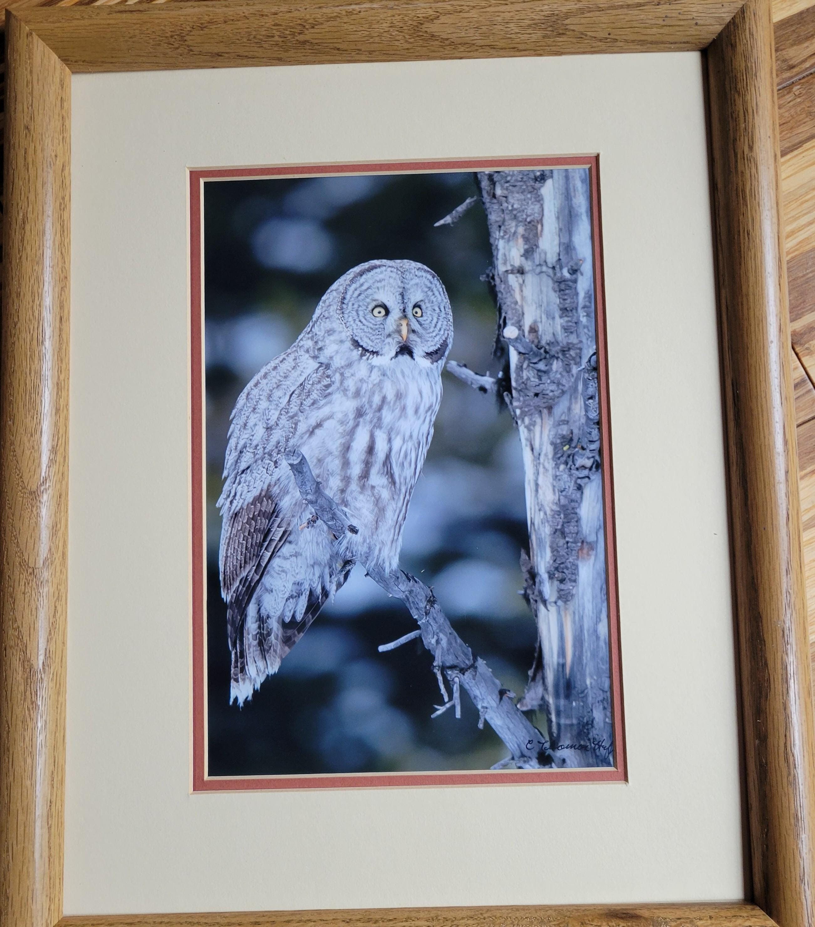 Barred Owl - signed, color photo, C Thomas Hoff