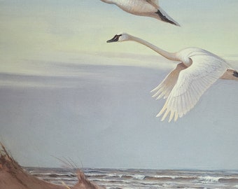 Whistling Swans Over the Dunes - signed, limited edition lithograph, Owen Gromme