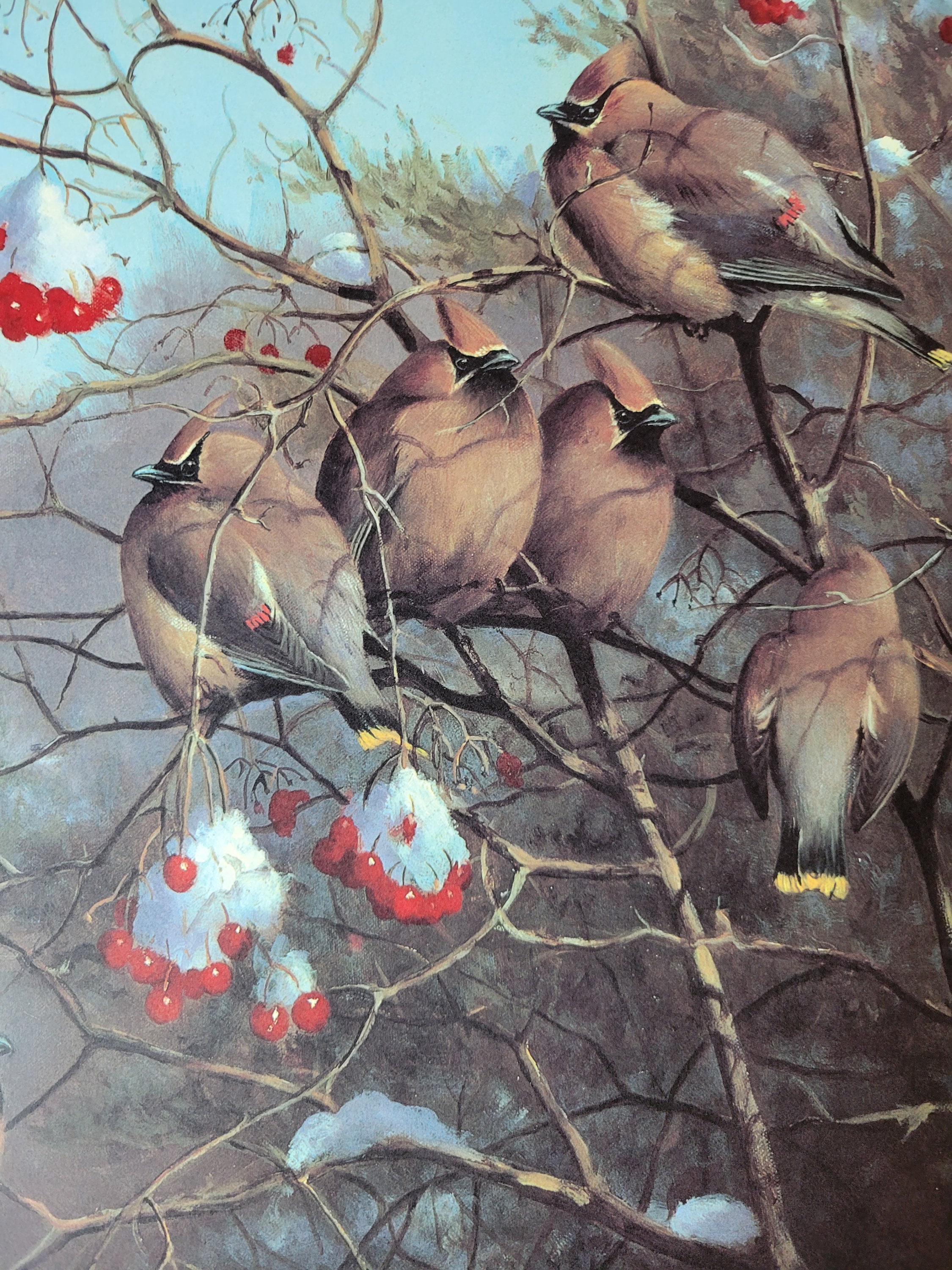 Cedar Waxwings in Winter - Signed, Limited Edition Lithograph