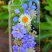 Purple Flowers White Daisy Phone Case on Samsung Galaxy A10E, A51, A3, A5, A7, J7, J7 Pro, J3, E7, Alpha G850, On 5 -Pressed Flowers Case 