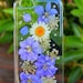 see more listings in the Pressed Flowers Cases section