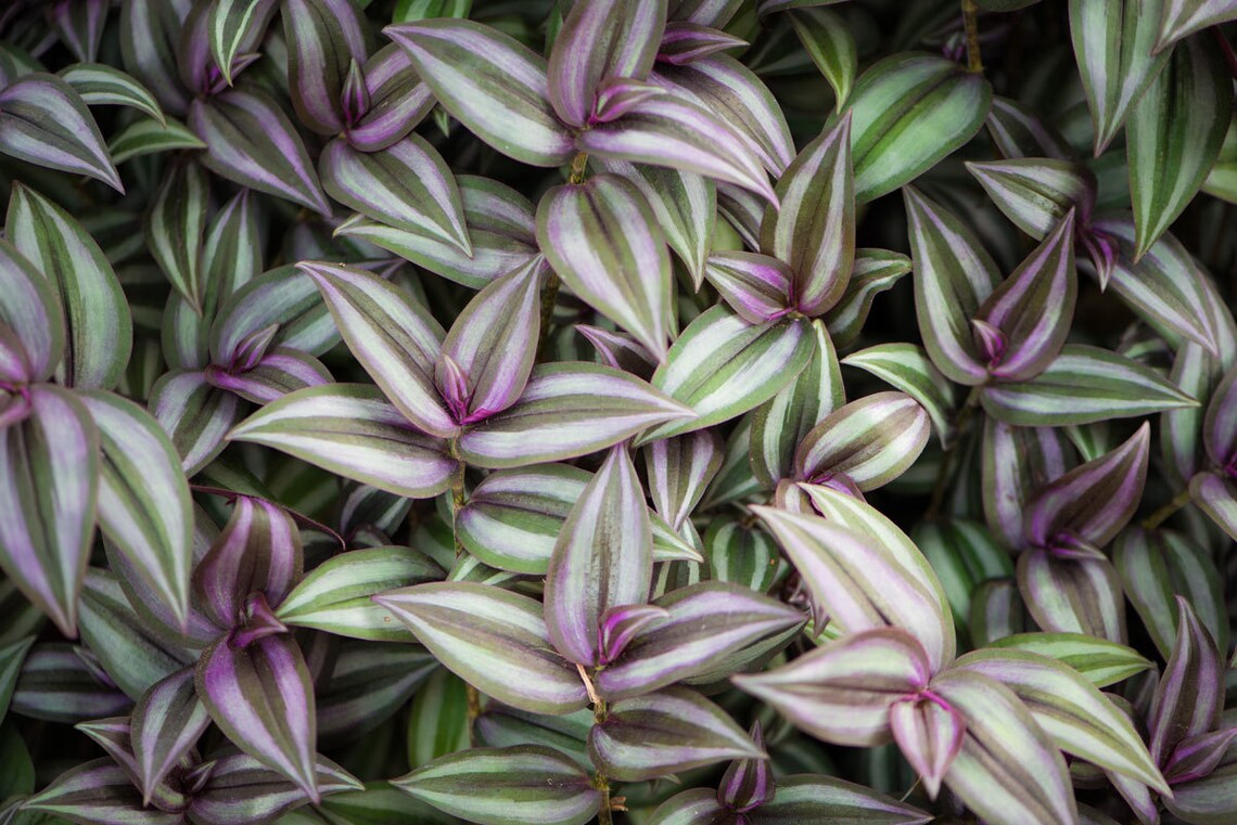 Tradescantia zebrina/Purple Heart Plant Etsy España