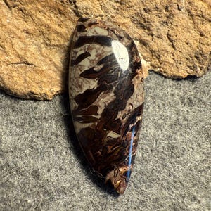 Petrified palm root designer cabochon, Wyoming petrified wood, hand cut and polished gemstone, natural stone, jewelry focal stone