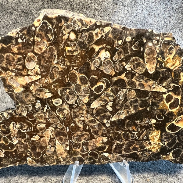 Turritella agate slab, rough slice for lapidary, stone specimen, fossil Elimia snail gemstone display slab, Wyoming gemstone sample