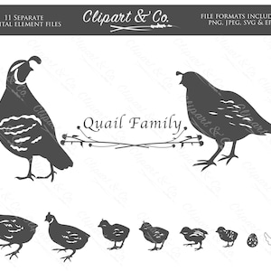 QUAIL FAMILIE Bird Clipart Design Elements, 11 Vector Images SVG Stickers, Forest Animal Clipart en Window Decal, grote Moederdag Cadeau