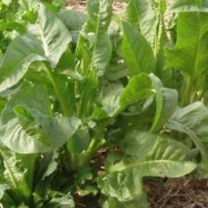 Seeds of perpetual spinach, Rumex patientia, seeds of perpetual spinach, Rumex patientia, products from my garden, organic product, untreated