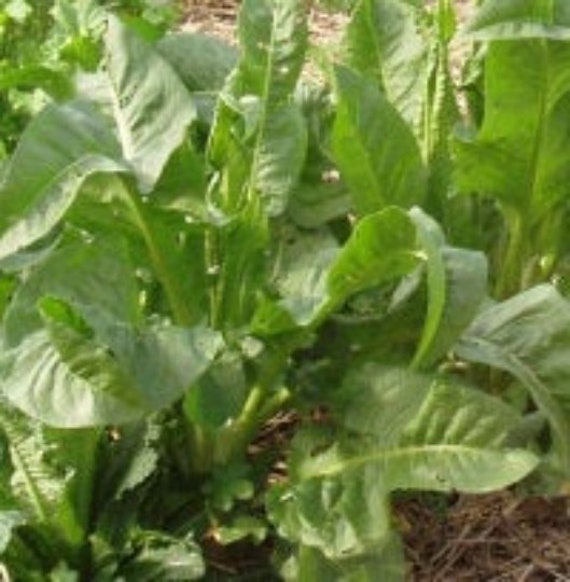 L'épinard Perpétuel, Rumex Patientia, Graines de L'épinard Perpétuel, Rumex Patientia, Produits Mon 