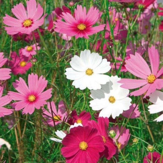 Cadeau de Noel, Cadeau d'anniverssaire, Paquet Graines, Panama Rose, Papaver Somniferum, Cosmos Sens