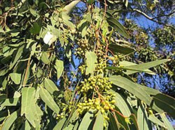 Eucalyptus Biologique, Fruits Séchés, Graines Pour La Décoration, Les Herbes, Plantes Médicinales, P