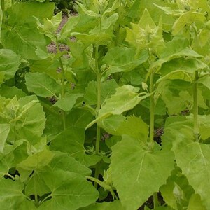 Atriplex hortensis, Atriplex hortensis frön, produkter från min trädgård, ekologisk växt, ekologisk Atriplex hortensis, utan några produkter