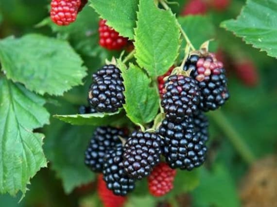 Feuilles Séchées, Murier Sauvage, Feuilles de Murier, Les Herbes, Des Épices, Produits Mon Jardin, M