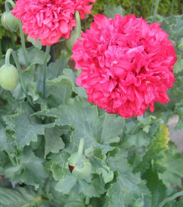 Papaver Somniferum, Graines de Pavot, Produits Mon Jardin, Plante Bio, Non Traité