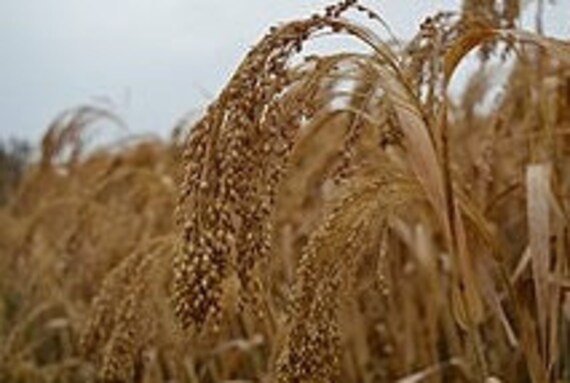 Graines de Millet, Graines à Germer, Plante Bio, Non Traité