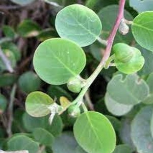 Könnte beinhalten: Nahaufnahme einer grünen Pflanze mit runden Blättern und kleinen Knospen. Die Blätter sind leuchtend grün, die Stiele rotbraun. Die Pflanze scheint in einer natürlichen Umgebung zu wachsen.