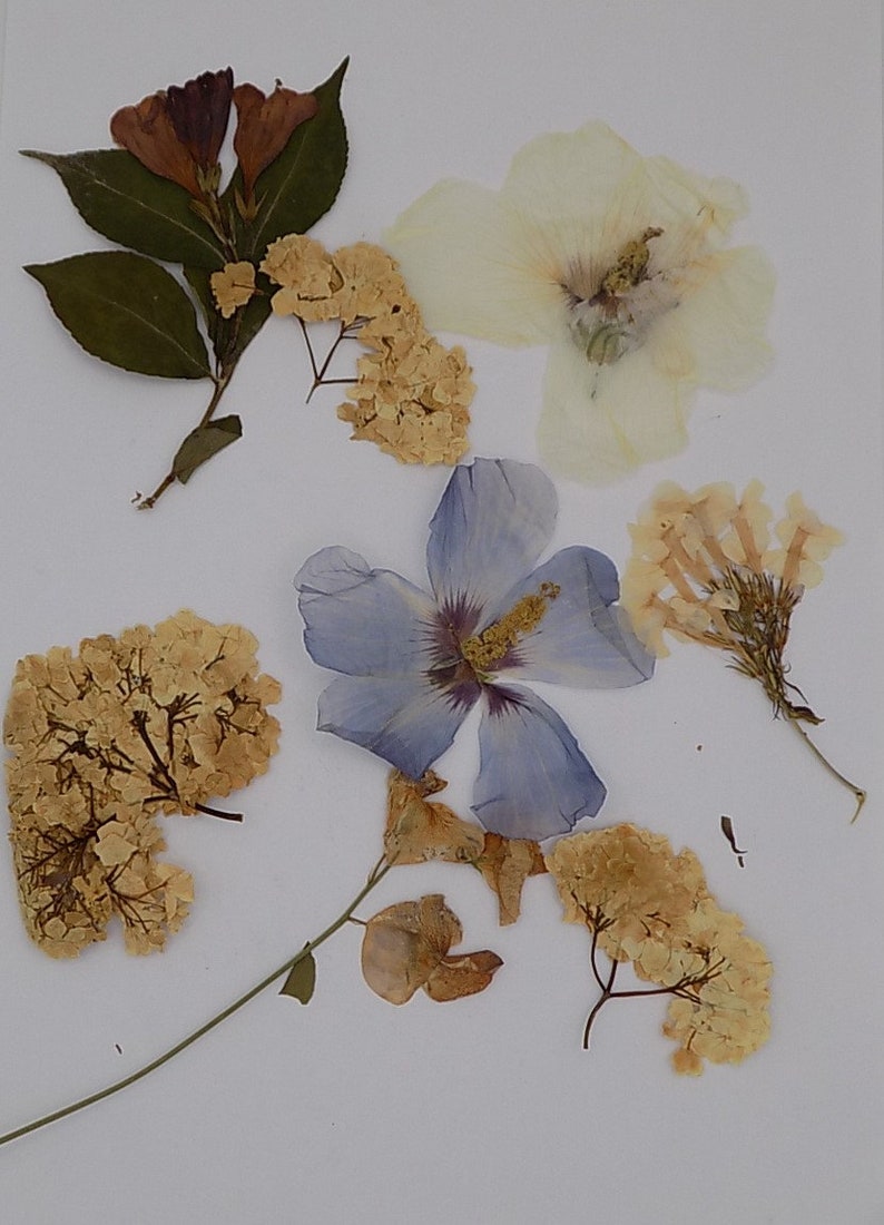 flowers dried flower arrangement work Flat Santa Claus flowers size 297 X 210 cm organic untreated scrapbooking