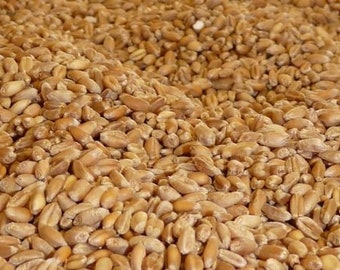 Wheat seeds, seeds to sprout, product from my organic garden, organic seeds, untreated